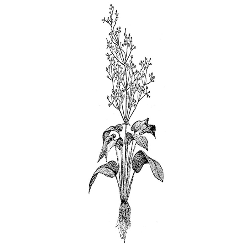 #2063 - Flowers - Nature